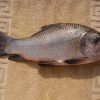 rupchanda fish (2lb) (copy)