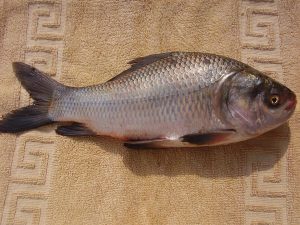 rupchanda fish (2lb) (copy)