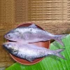 hilsa ilish fish