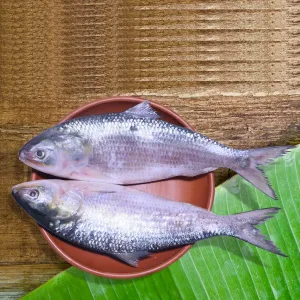 hilsa ilish fish