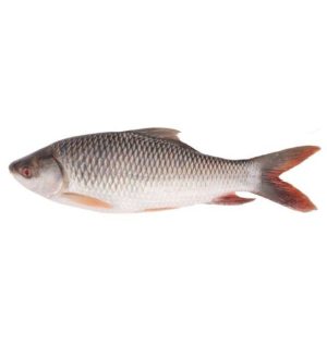 rohu fish