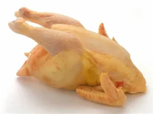 hard chicken