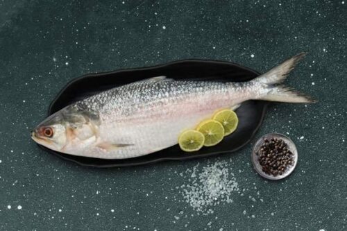 Fish