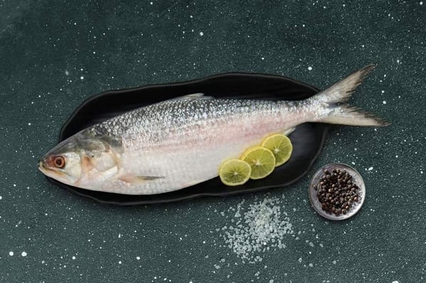 hilsa fish 02 7