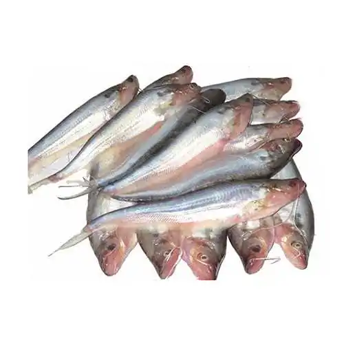 pabda