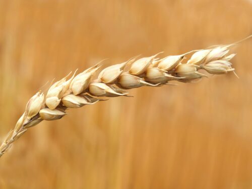 Pulses & Cereals