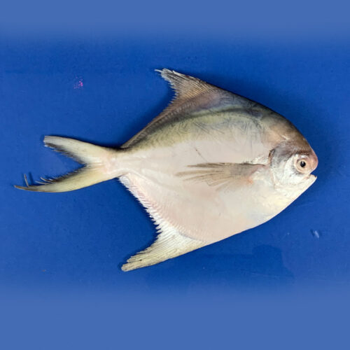mrigel fish (copy)