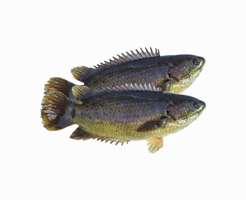 koi fish(1kg) iqf