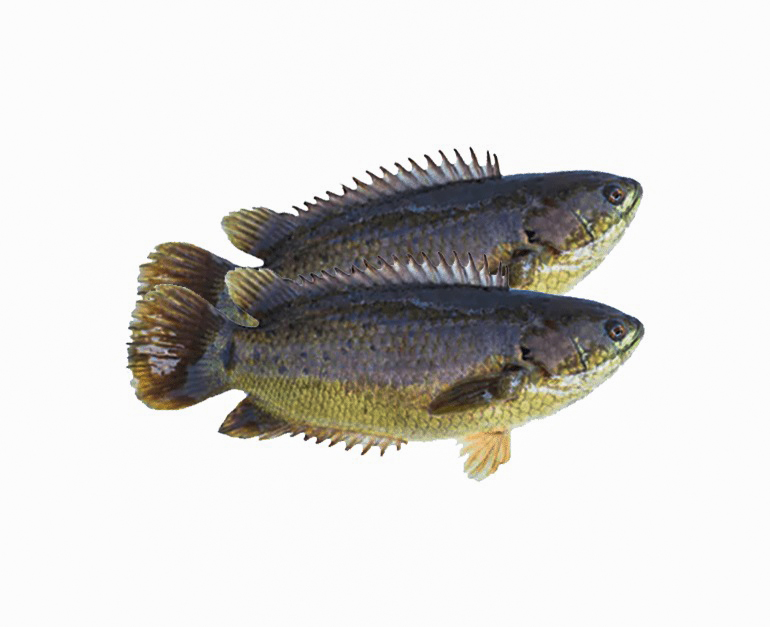 koi fish(1kg) iqf
