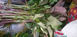 garder fresh lausak (copy)