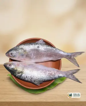 Hilsha (1.2-1.5 Kg )  (16.50/LB)