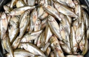 desi mola fish (250g)