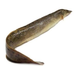 long baim fish(500g)