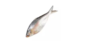Hilsha (500-600gm) (No Cutting)