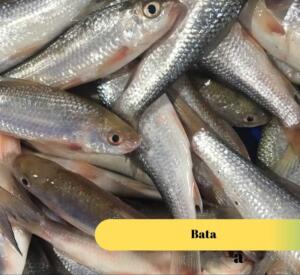 Bata Fish Block (500GM)