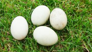 Duck Egg (6pcs)