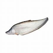 Chitol Fish (4-5Kg Size) ($8.25/LB)