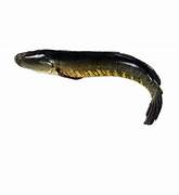 Shol Fish (Size1-2Kg) (6.99/LB)