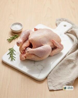 Baby Chicken (As is)